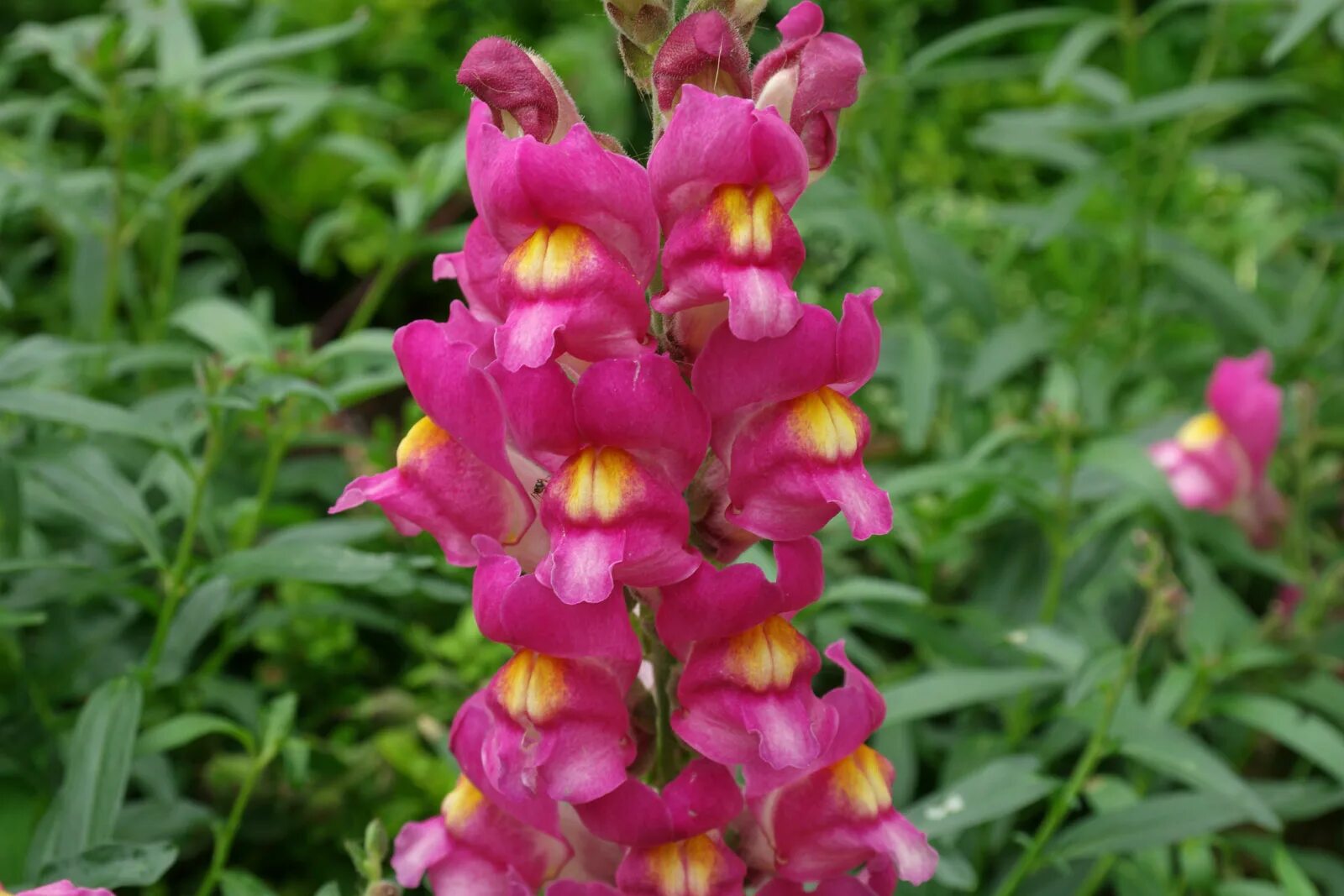 Antirrhinum majus. Львиный зев, Антирринум - Antirrhinum majus. Львиный зев Антирринум большой. Антирринум большой, львиный зев (Antirrhinum majus l.). Львиный зев в подмосковье