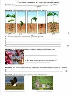 Растения 4 класс естествознание
