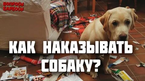 Как наказывать собаку