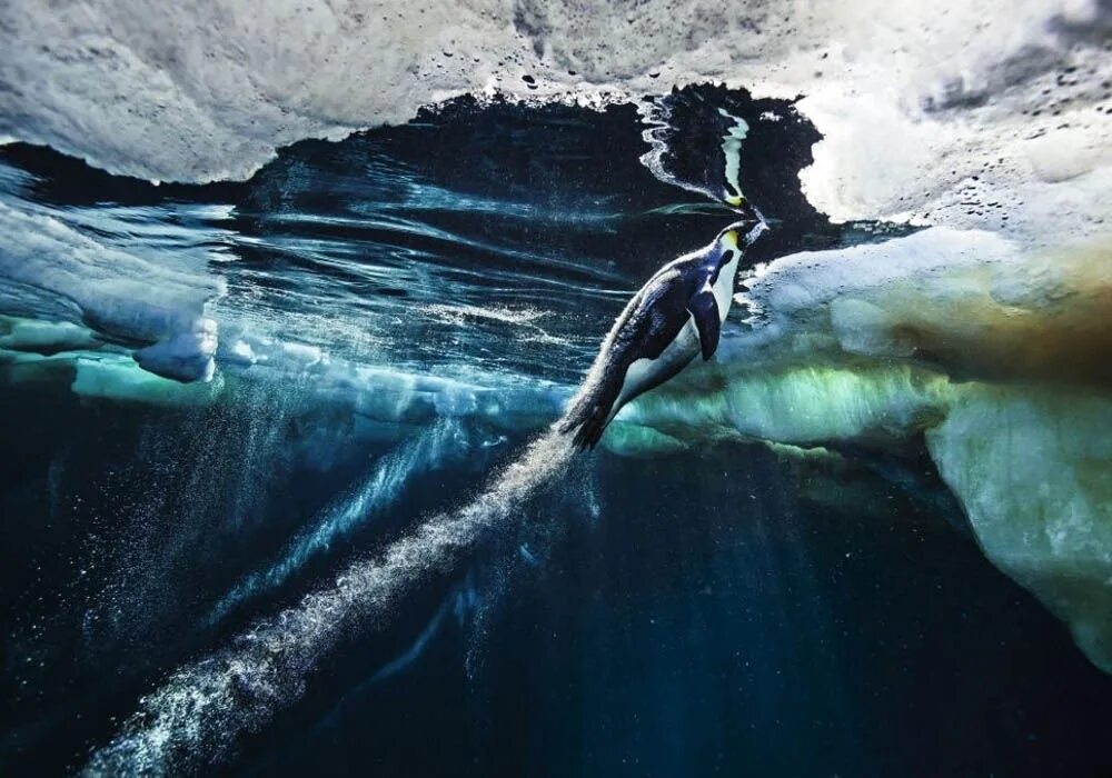 Поль Никлен «Полярная одержимость». Пауль Никлен фотограф. Пол Никлен (Paul Nicklen) в. Нэшинал джиографик.