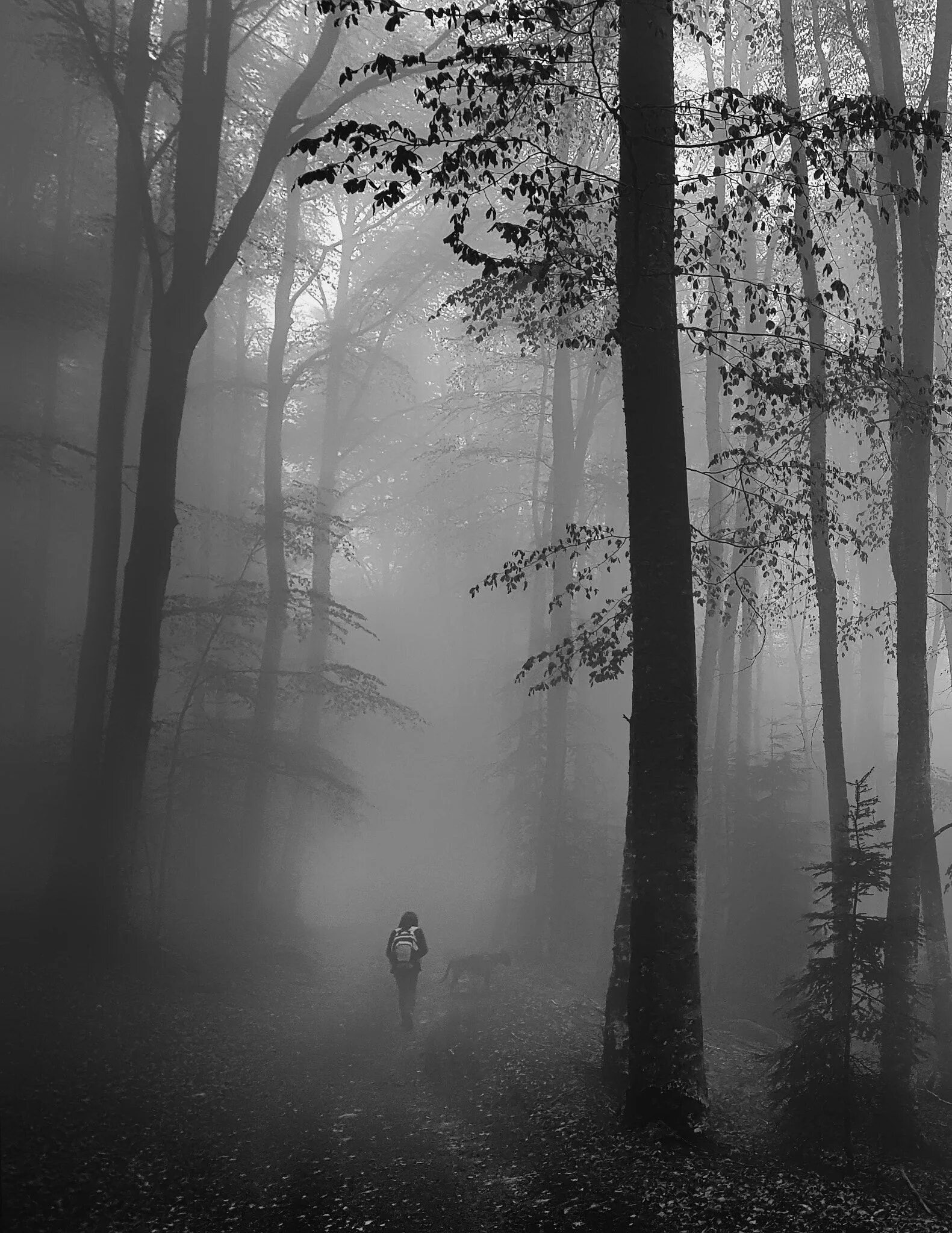 Туман. Темный лес. Мрачный лес в тумане. Мистические пейзажи. Загадочные туманы
