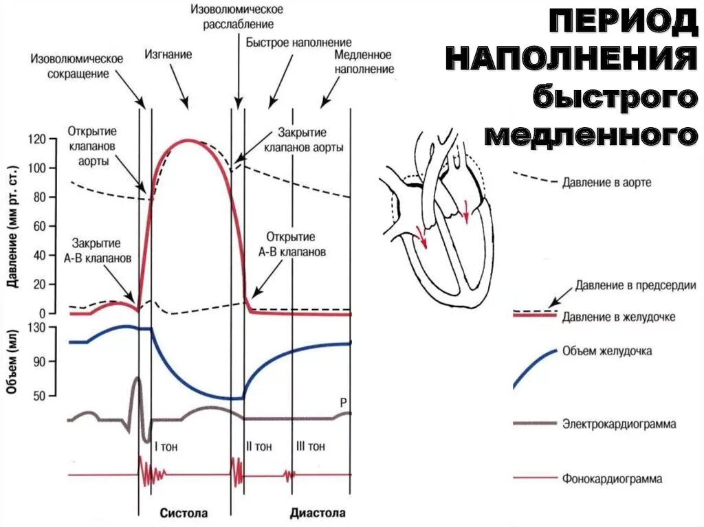 Расслабление предсердий и желудочков. Диаграмма фазы сердечного цикла. Фазы сердечного цикла схема физиология. Сердечный цикл физиология давление. Сердечный цикл диаграмма Уиггерса.