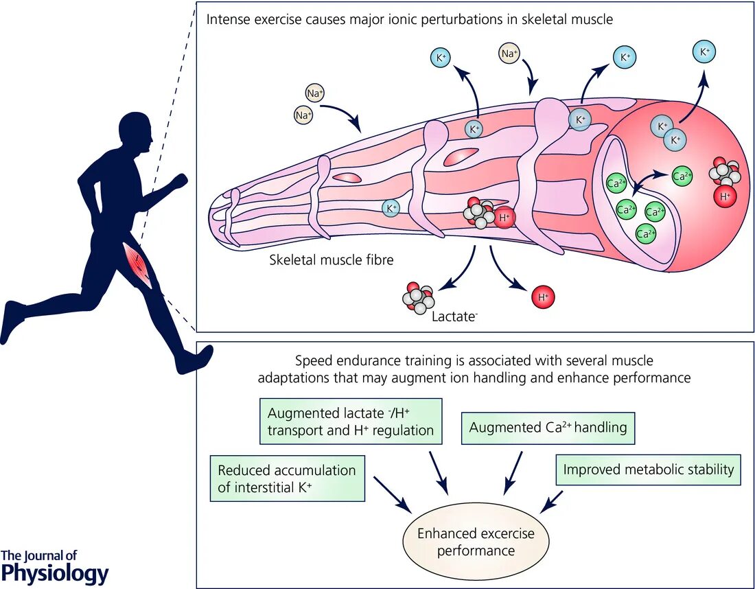 Speed Human. Neuromuscular-blocking drug. Энхансинг биология примеры. Neuromuscular monitoring. Human speed