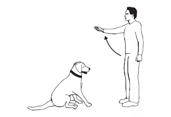 Как научить собаку стоять. Научить собаку команде сидеть. Как научить собаку командам щенка. Как научить собаку сидеть. Как научить собаку стоять.