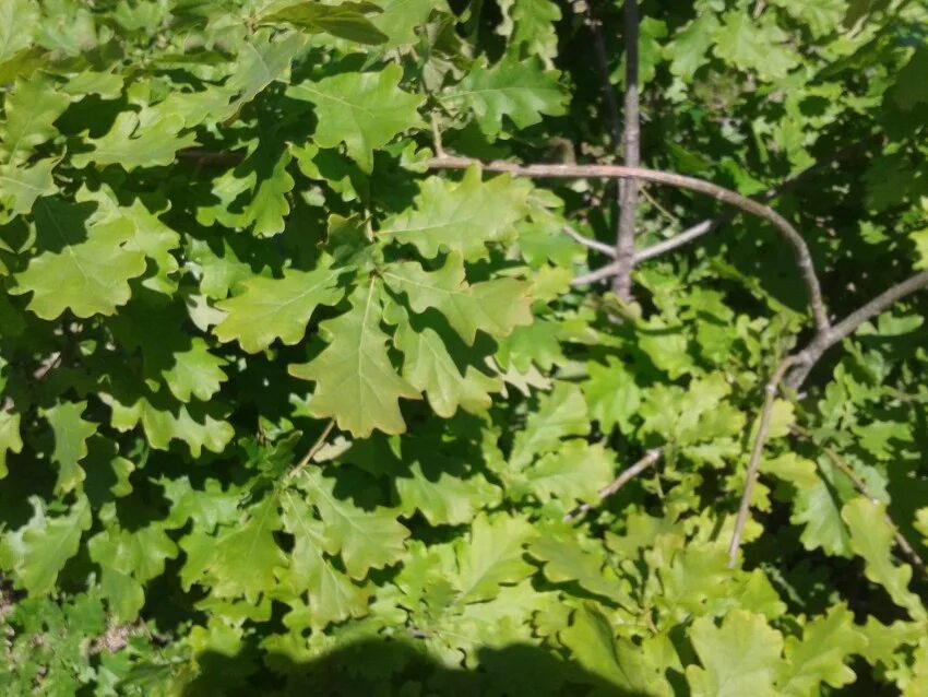 Каким вырастает дуб. Дуб черешчатый (quercus robur). дуб черешчатый древесина. дуб монгольский черешчатый. дуб черешчатый раскидистая крона.