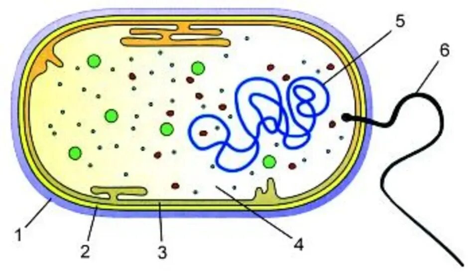 Строение бактериальной клетки клетки. Строение бактериальной клетки рисунок. Строение бактериальной клетки 5 класс биология. Строение бактерии 5 класс биология.