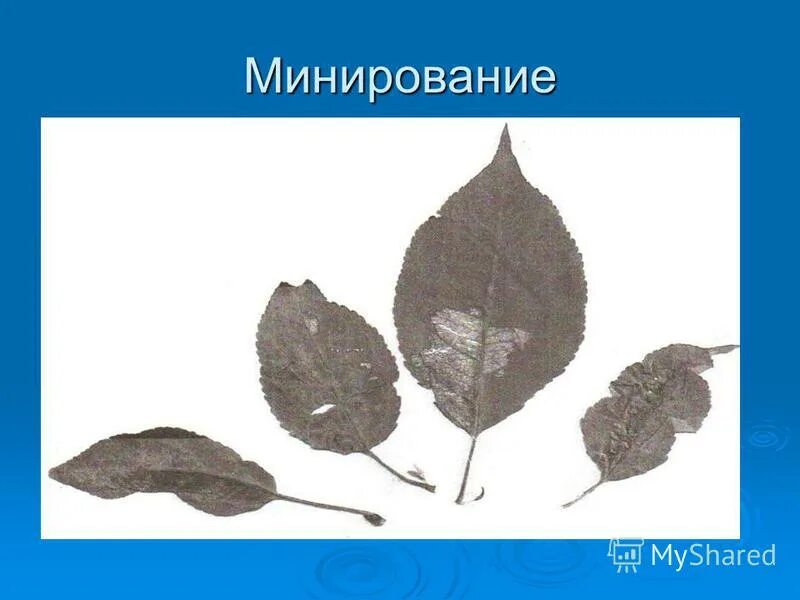 Защищает лист от повреждений. Защищает лист от повреждений