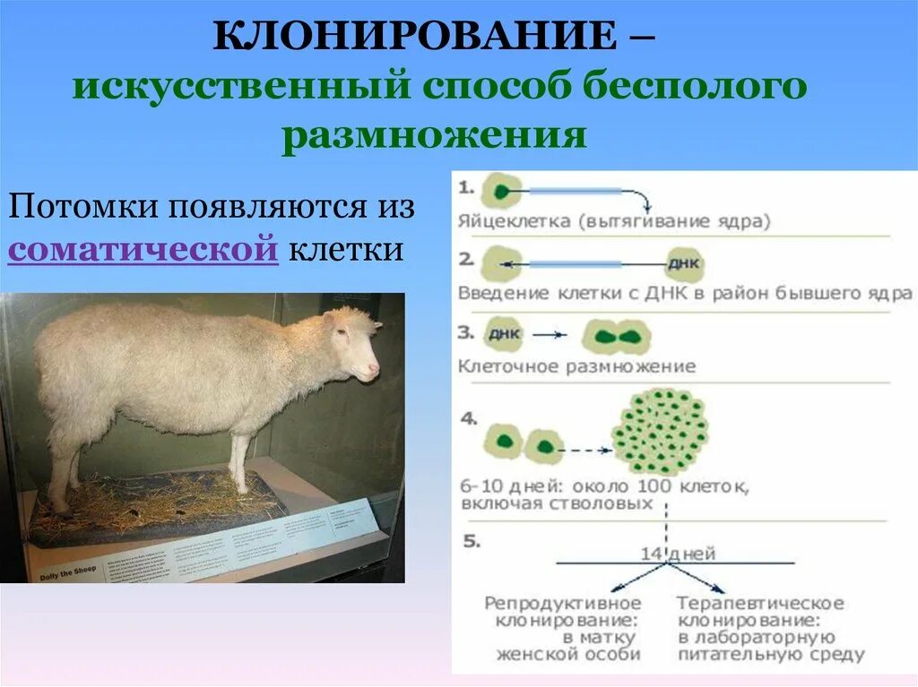 Почему растения клонируются легче животных. Этапы клонирования овечки Долли. Клонирование способ бесполого размножения примеры. Клонирование бесполое размножение примеры. Искусственное клонирование.