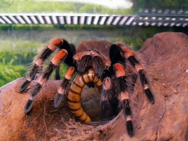 Птицеед brachypelma albopilosum оранжевый. Птицеед голиаф. Паук птицеед домашний. Паук птицеед ест тараканов. Паук птицеед питание.