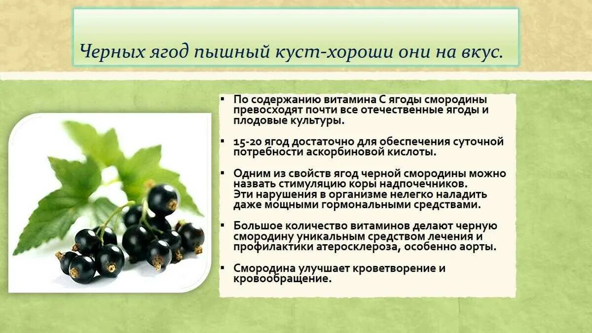 Можно ли есть черную смородину