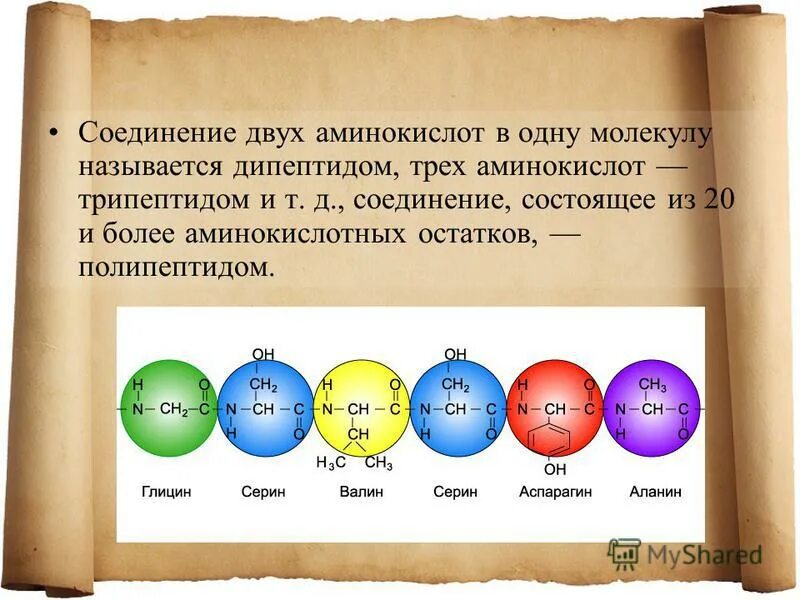 Соединение аминокислот. Пептидные связи в пептиде. Соединение двух аминокислот. Соединение двух аминокислот. Строение белка пептидная связь.