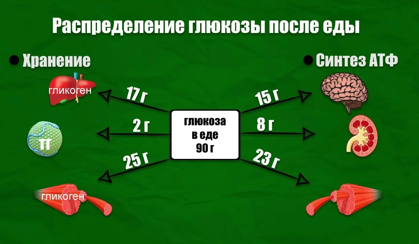 Печень сахар в крови. Гликоген в мышцах. Запасы гликогена в организме. Распределение Глюкозы в организме. Запасы гликогена в мышцах.