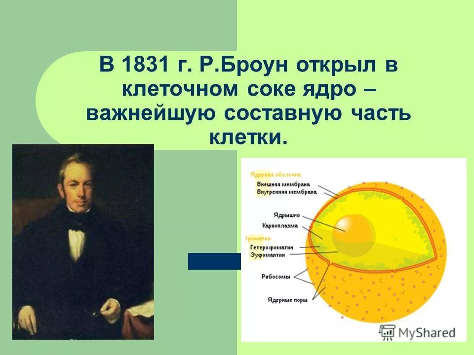 броун открыл клеточное ядро. броун клеточное ядро. в 1831 г. р броун открыл клеточное ядро. р броун открыл клеточное ядро.
