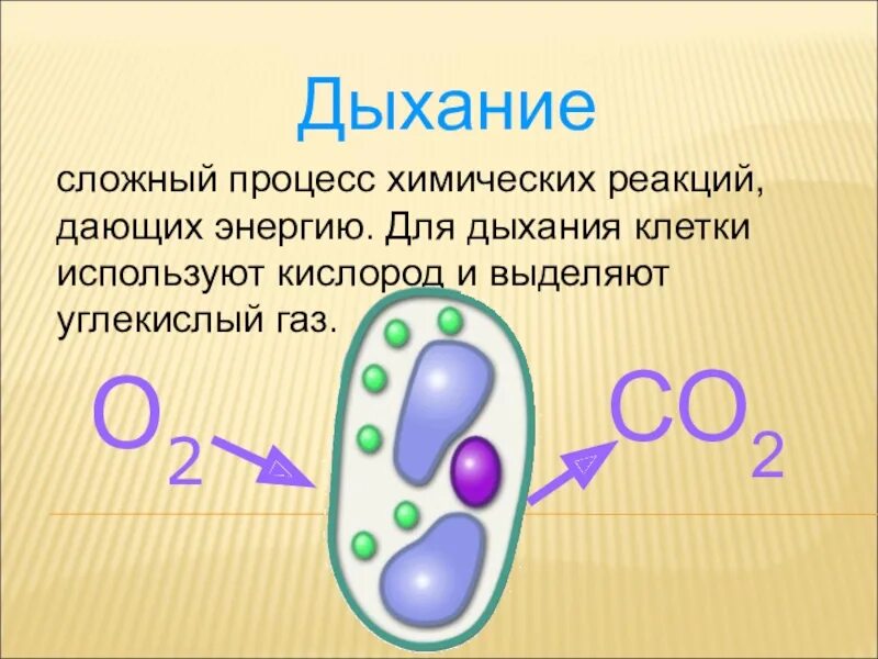 Дыхание клетки 5 класс