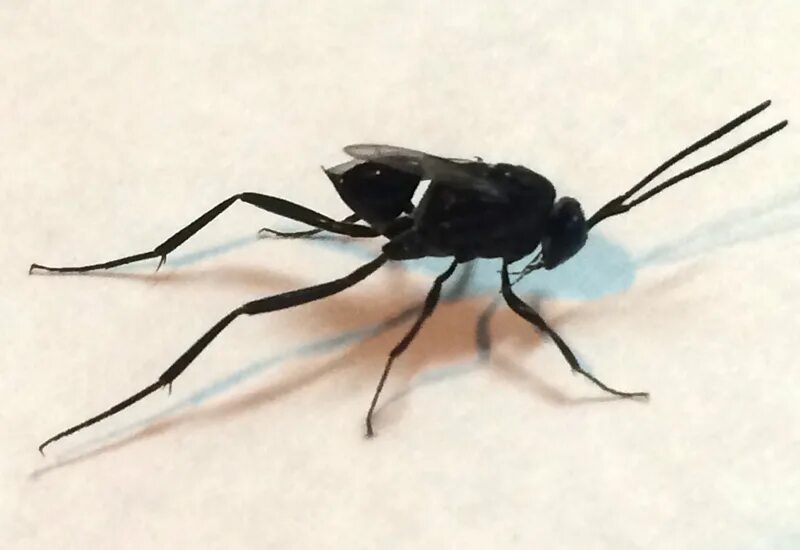 Bug up