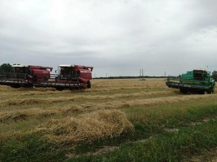 погода молотино брянский