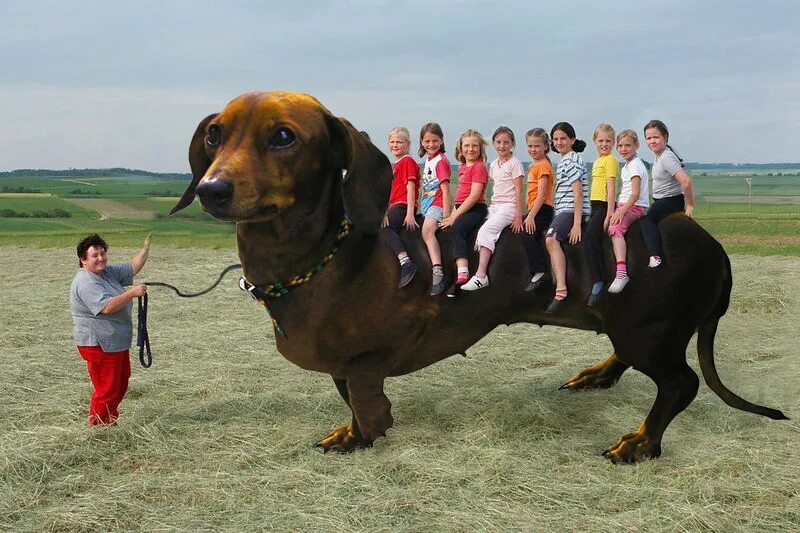 Большие собаки и лошади. Большая такса. Собака размером с лошадь. Самая длинная собака. Огромная такса.