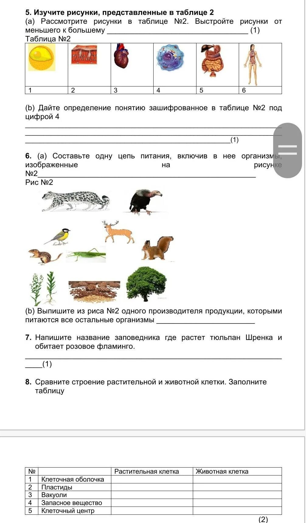 Соч по биологии 8 класс. Биология 7 класс 1 четверть. Биология 7 класс 2 четверть ответы. Биология 4 класс 1 четверть ответы. Соч по биологии 7 класс 1 четверть с ответами в Казахстане.