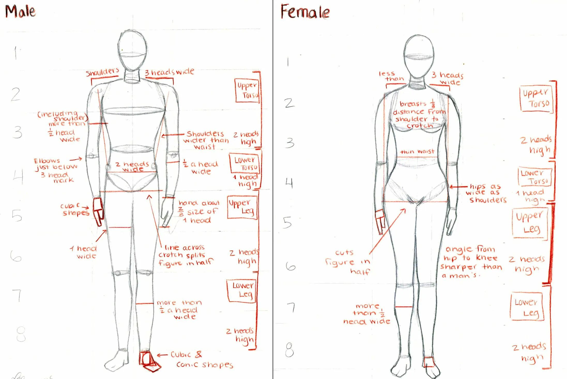Human size. Референс объемы тела схема. Male female на схемах. Анатомия человека Размеры. Изображение объемов тела человека.