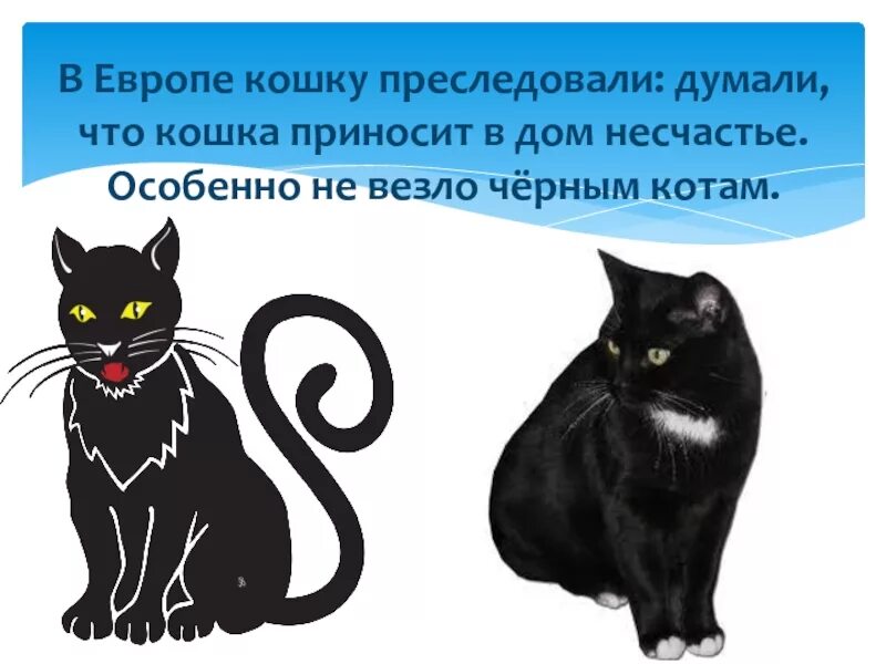 В дом принесли кошку