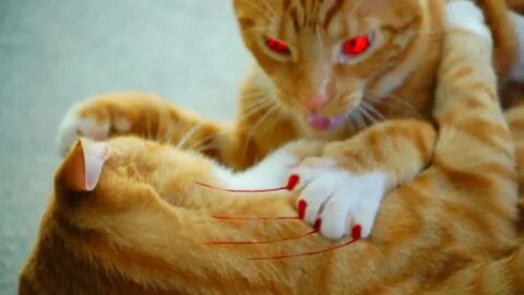 Кот после драки