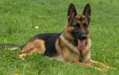 Әйелінің шәуетпен жабылған клиторының суреті