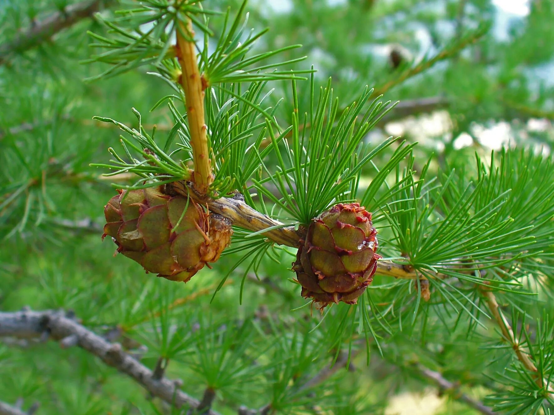 Можно ли хвойное дерево. Лиственница Сибирская Larix sibirica. Лиственница Larix decidua. Лиственница европейская Larix decidua. Лиственница европейская хвоинки.