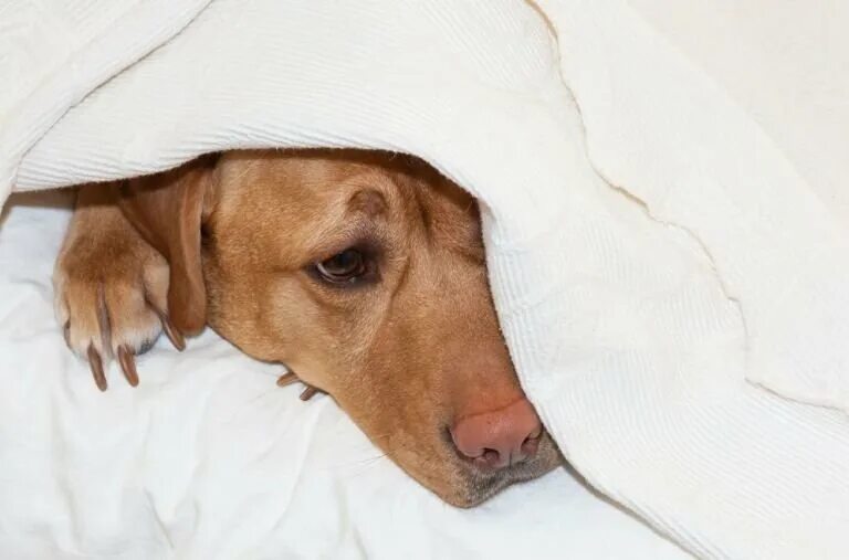 Собака боли. Собака с больной головой. Underneath Blanket. Как понять что у собаки болит голова.