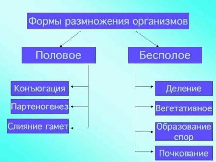 Какие типы размножения различают в живой природе. Типы полового размножения схема. Формы размножения схема. Способы полового и бесполого размножения. Способы размножения организмов.