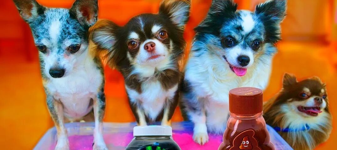 Мэджик петс питомцы. Мэджик петс алиса. Включи ролики magic pets. Включи ролики magic pets. Аня мэджик петс.