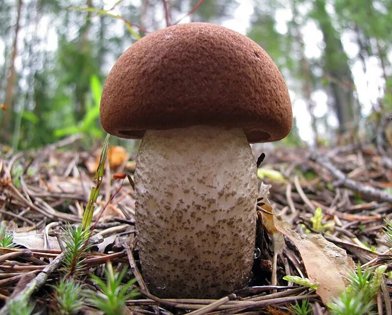 Красноголовик гриб. Грибы Кузбасса. Белый гриб. Красивые белые грибы.