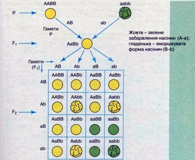 Aabb aabb полное доминирование. Скрещивание AABB AABB схема. AABB X AABB решение. Типы гамет AABB. Типы гамет у особи с генотипом AABB.