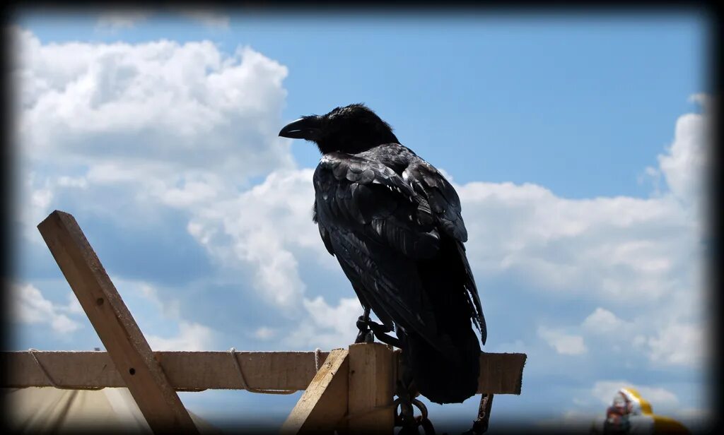 погост могила крест ворон. монастырь магов огня готика 2. граклы птицы. монастырь черного ворона. монастырь черного ворона.