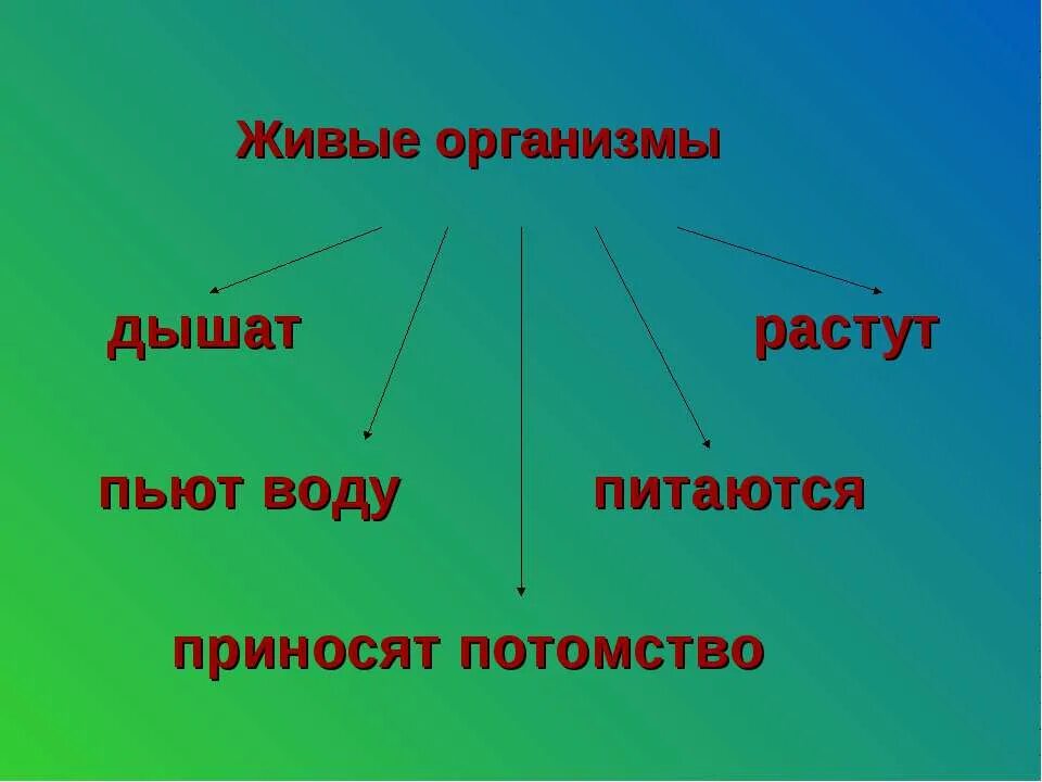 школа живой организм. свойства не живых организмов. школа живой организм. школа живой организм. 5 царств живых организмов.