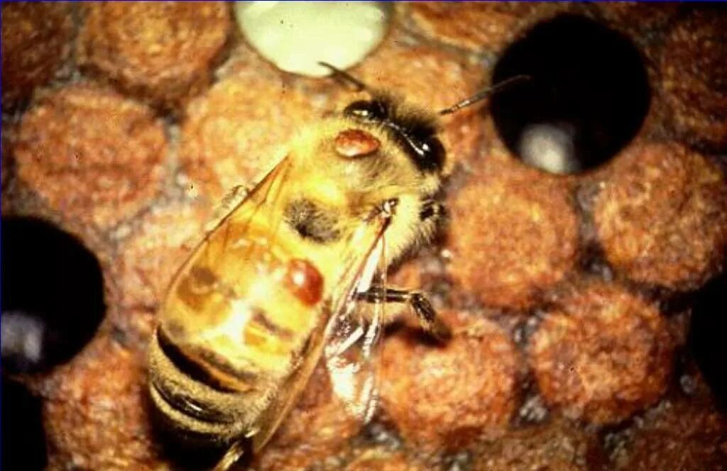 Как еще называют болезнь пчел. Амебиаз пчел. Нозематоз пчел возбудитель. Пчелиный клещ варроа. Нозематоз микроскопия.
