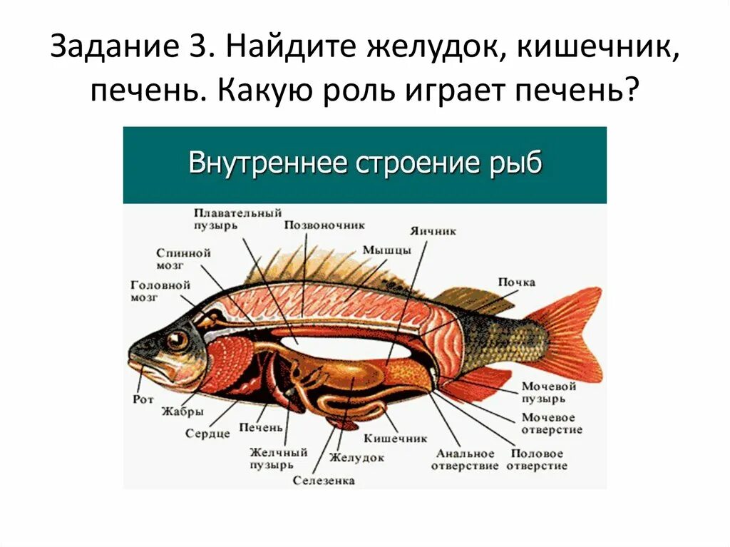 Печень каких рыб можно есть. Внутреннее строение рыбы система органов. печень рыбы строение. внутреннее строение рыб презентация. внутреннее строение рыбы 7 класс биология.