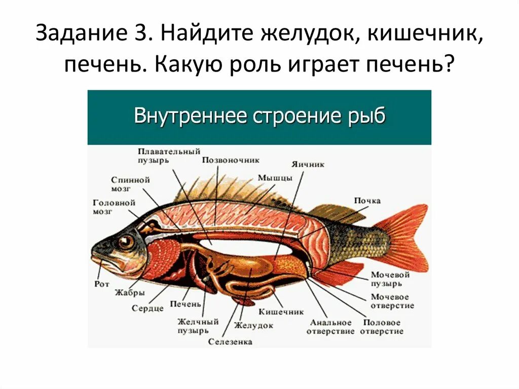 Где находится печень у рыбы