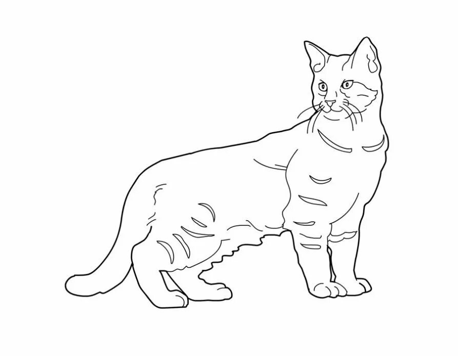 Кошка без цвета. Кошки. раскраска. раскраска кот. раскраска домашняя кошка. рисунок кошки для раскрашивания.