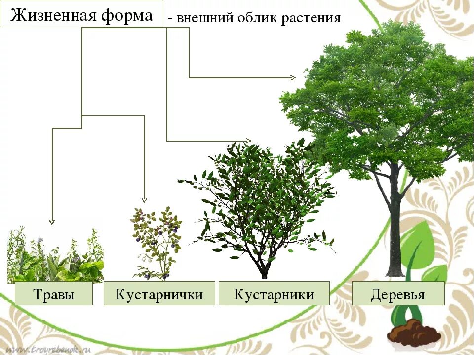 Основные жизненные формы деревья и кустарники