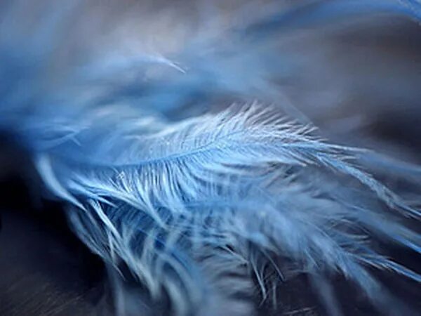 COQUE TAIL FEATHERS Loose / Dark Peacock Blue / 191 Etsy Peacock blue paint, Pea