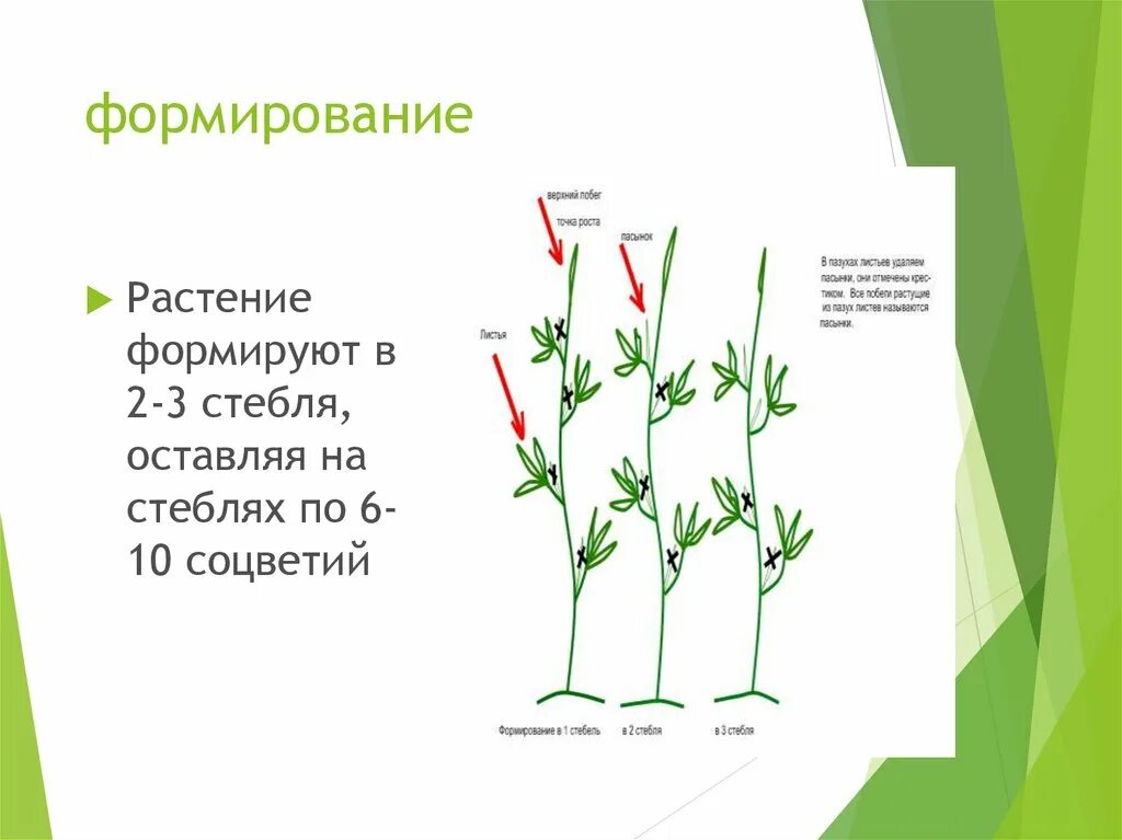 Формируем стебель томата. Формирование томатов в 3-4 стебля схема. формирование томатов в 2-3 стебля. формируем томат в 2 стебля. пасынкование помидор в два стебля.