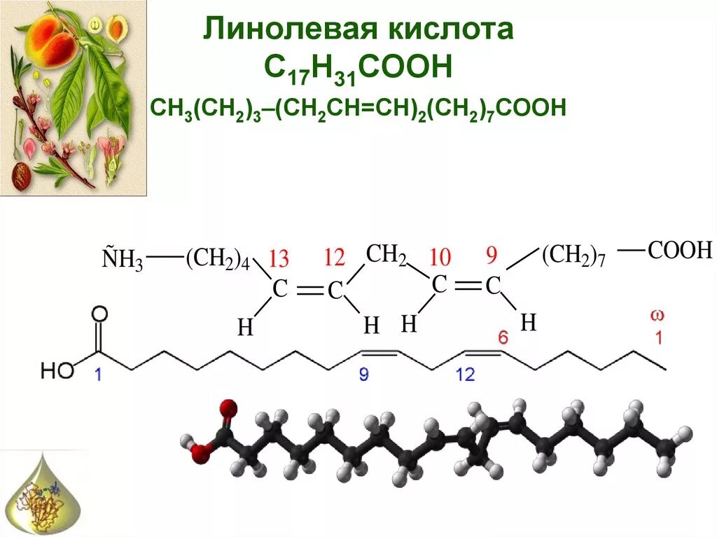 Альфа линолевая кислота