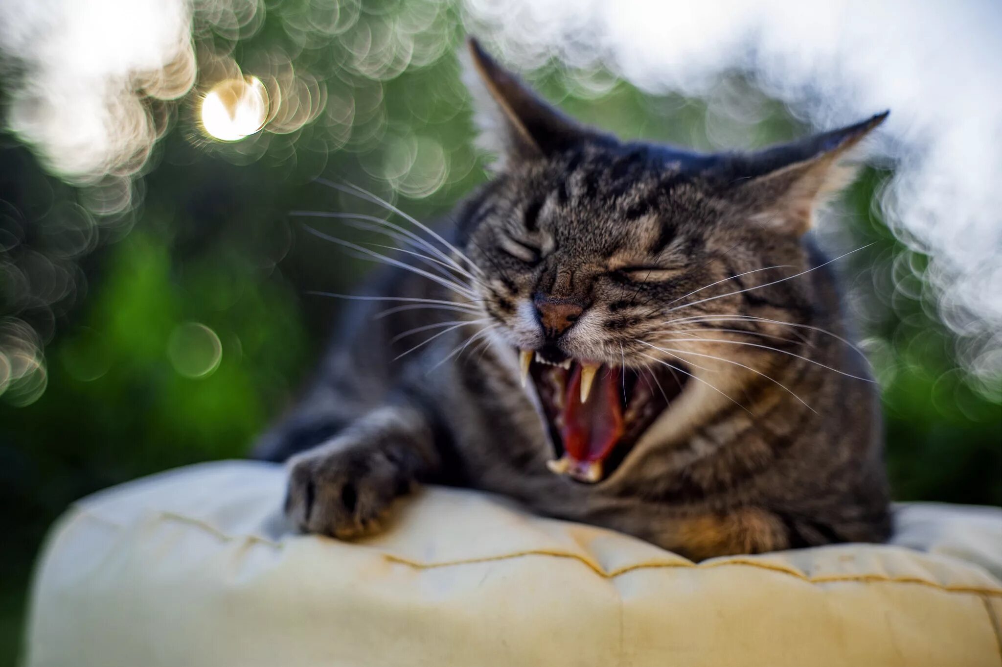 Звуки мяукающих котят