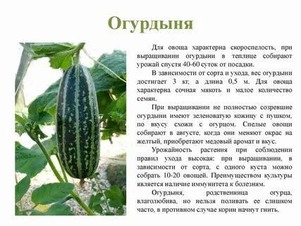 Огурцы созревание плодов