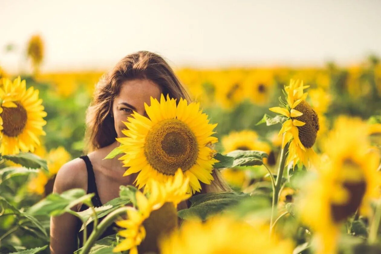 Подсолнухи живопись маслом. Поле подсолнухов на симферопольском шоссе. Альтман подсолнухи. Фон подсолнухи. Подсолнухи murovei.