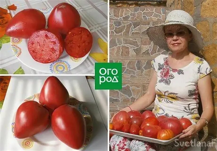 Сорта томатов коллекционеров. Сорта томатов коллекционеров