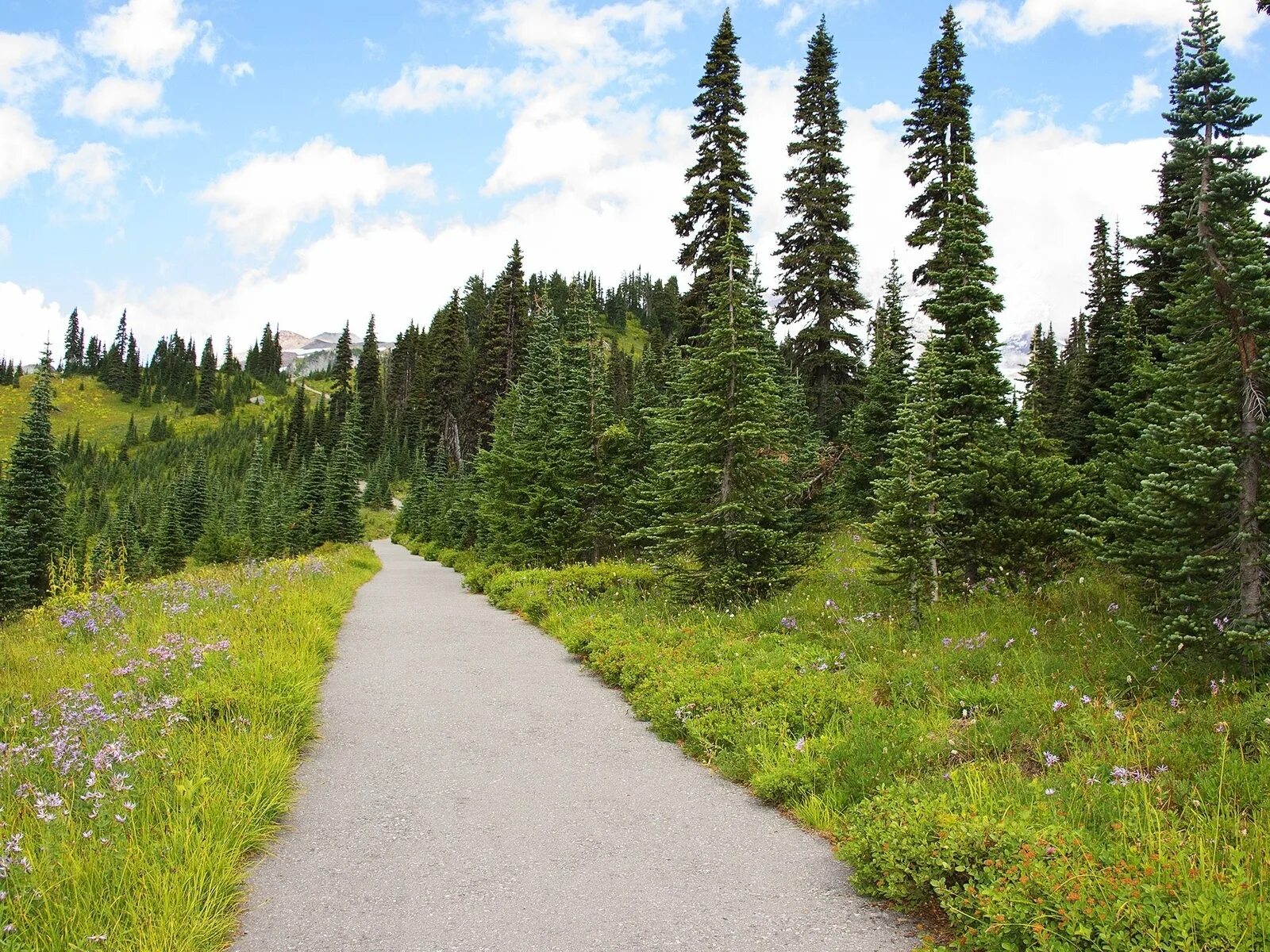 Под горой по лесам по лесам. Вепсский лес экотропа. Под горой по лесам по лесам. Дорога в лесу. Лес горы человек.