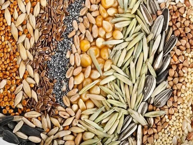 Зеленый кофе в зернах. Straw plant. 2 зерна кофейня. Экспорт зерна. 2 зерна кофейня мытищи.