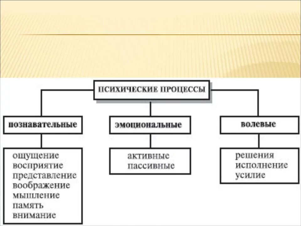 Память относится к психическим