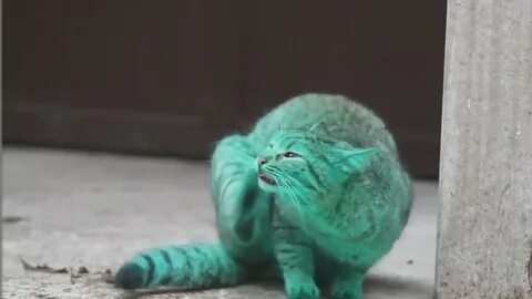Видео зеленого кота